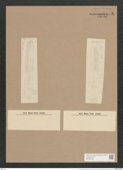 Navicula nobilis var. dactylus V.H. (de-Toni-Nr.: Genus 1, Species 1) Zeichnungen Sammlung Grunow Nr. 8 (NHMW-BOT-W0366189)